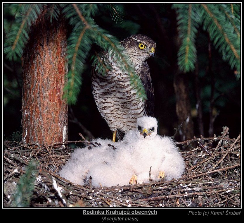 Krahujec obecný (Accipiter nisus) - 1.