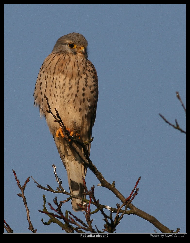 Poštolka obecná (Falco tinnunculus) - 1.