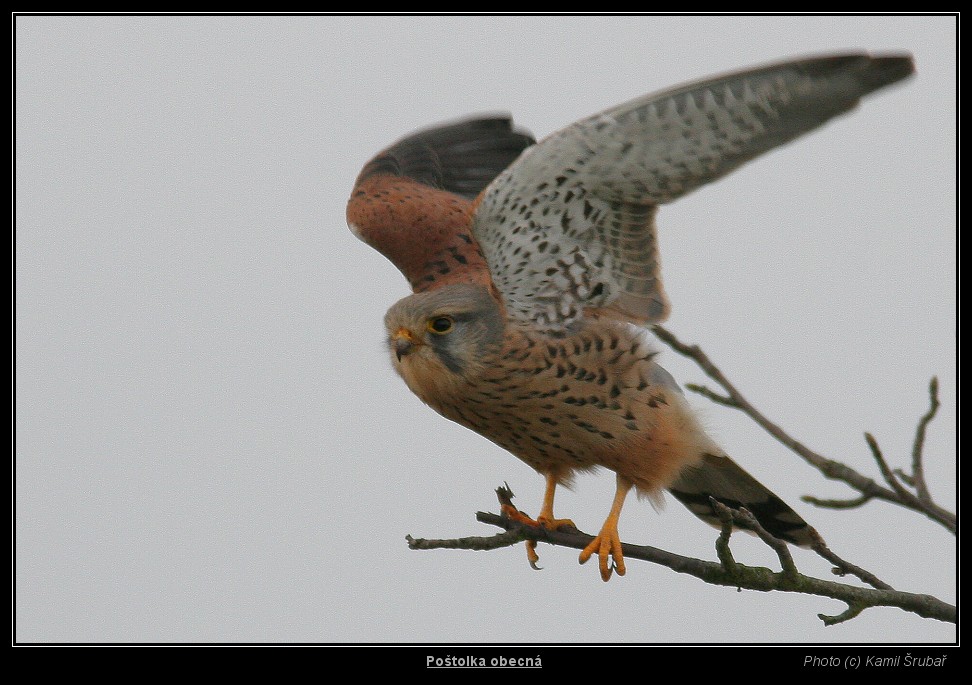 Poštolka obecná (Falco tinnunculus) - 2.