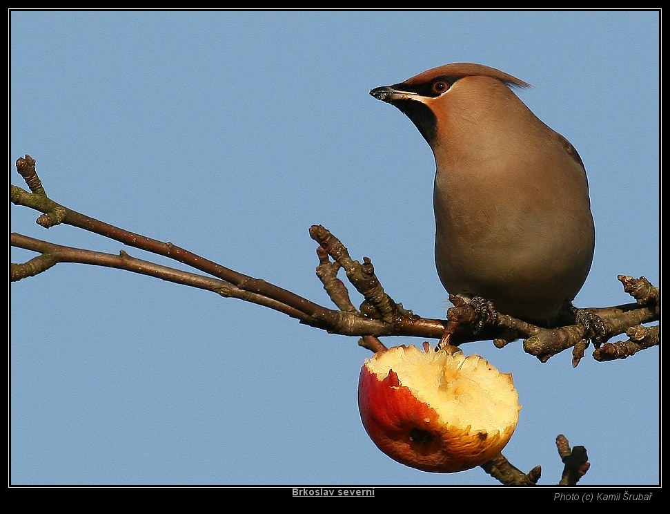 Brkoslav severní (Bombycilla garrulus) - 1.