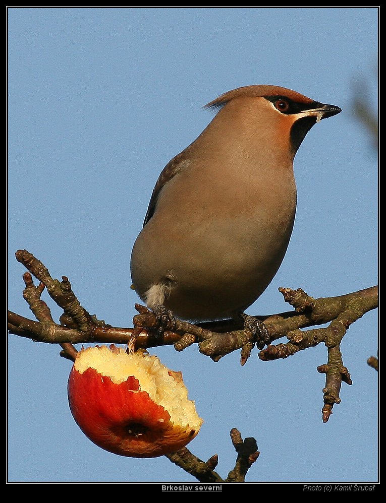 Brkoslav severní (Bombycilla garrulus) - 2.