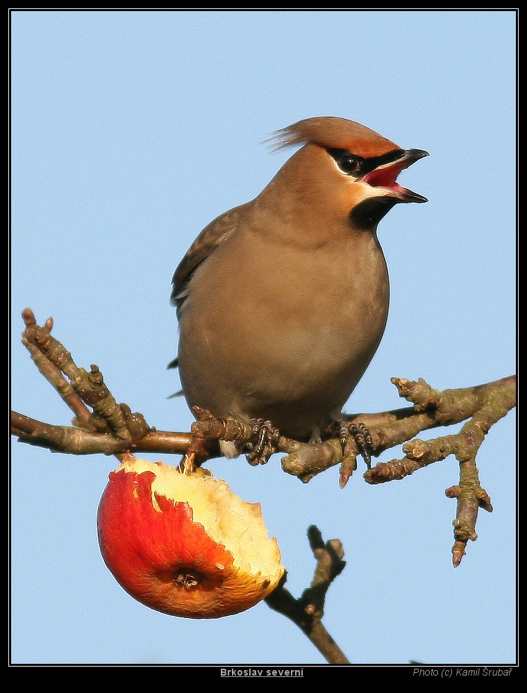 Brkoslav severní (Bombycilla garrulus) - 3.