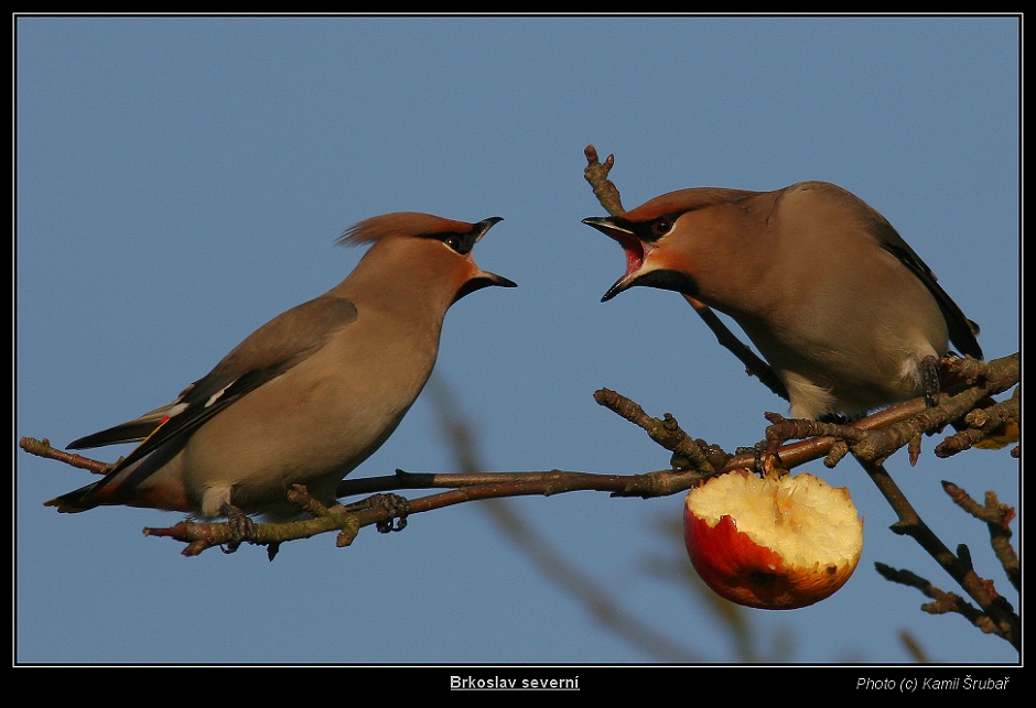 Brkoslav severní (Bombycilla garrulus) - 4. Souboj o jablko I.