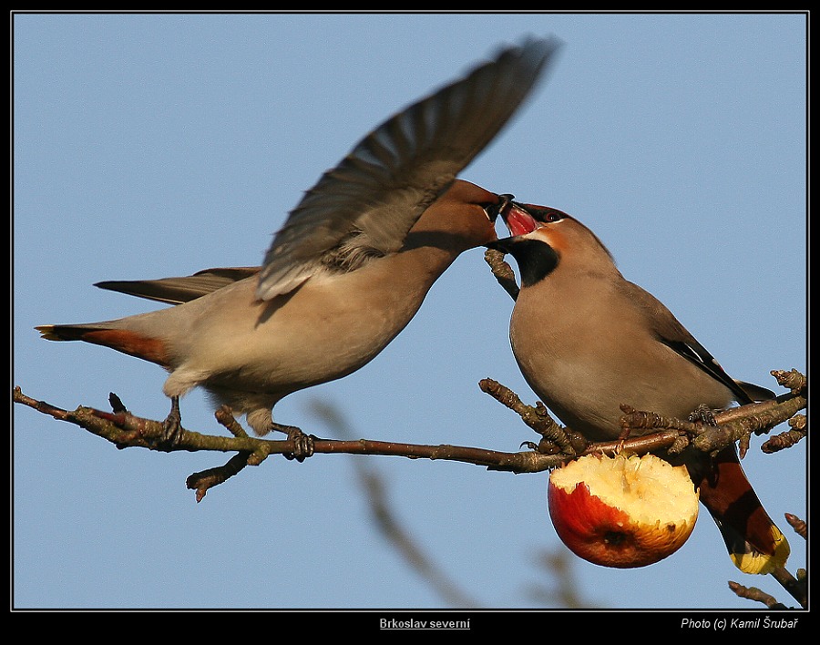 Brkoslav severní (Bombycilla garrulus) - 5. Souboj o jablko II. - rvačka