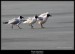 Racek chechtavý (Larus ridibundus) - 4.,