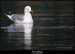 Racek stříbřitý (Larus argentatus) - 2.,