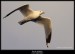 Racek stříbřitý (Larus argentatus) - 3.,