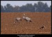 Sokol stěhovavý (Falco peregrinus) + Jeřáb popelavý (Grus grus) - 2.,