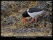 Ústřičník velký (Haematopus ostralegus) - 1.,