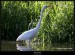 Volavka bílá (Egretta alba) - 2.,