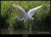 Volavka bílá (Egretta alba) - 3.,