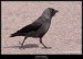 Kavka obecná (Corvus monedula) - 1.,