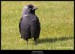 Kavka obecná (Corvus monedula) - 3.,