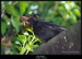 Kos černý (Turdus merula) - 1.,