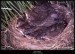 Kos černý (Turdus merula) - 2.,