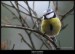 Sýkora modřinka (Parus caeruleus) - 1.,