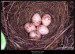 Ťuhýk obecný (Lanius collurio) - vejce - 3.,