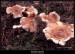 Strmělka kyjonohá  (Clitocybe clavipes) - 1.,