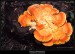 Sírovec žlutooranžový (Laetiporus sulphureus) - 1.,