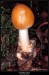 Pošvatka ryšavá (Amanita fulva) -1.,