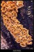 Pevník chlupatý (Stereum hirsutum) - 1.,