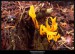 Krásnorůžek lepkavý (Calocera viscosa) - 1.,