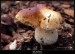Hřib smrkový (Boletus edulis) - 1.,
