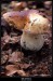 Hřib smrkový (Boletus edulis) - 2.,