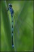 Šidélko ozdobné  (Coenagrion ornatum)