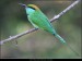 Foto - Kamil Šrubař -  Green Bee-eater (Merops orientalis)